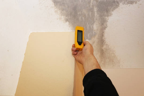 Best Black Mold Removal  in Moose Lake, MN