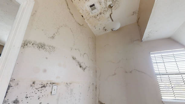 Best Mold Damage Restoration  in Moose Lake, MN