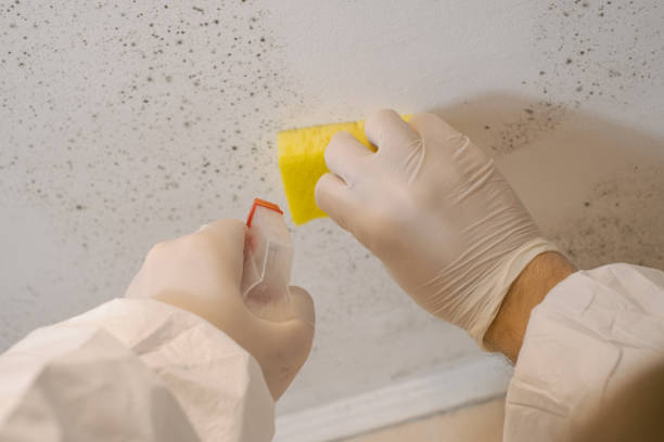 Best Indoor Air Quality Assessment  in Moose Lake, MN