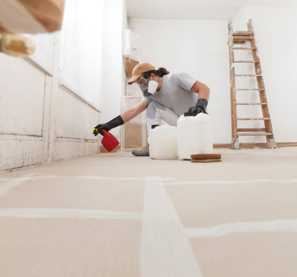 Best Attic Mold Removal  in Moose Lake, MN