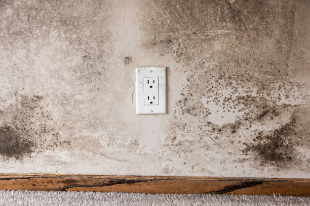 Best Mold Prevention Services  in Moose Lake, MN