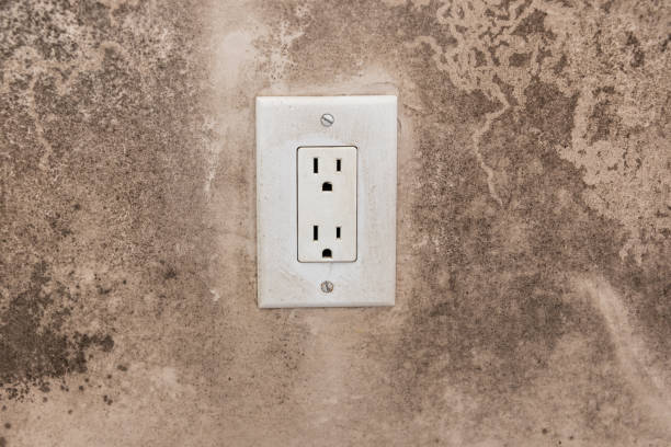 Best Emergency Mold Remediation  in Moose Lake, MN
