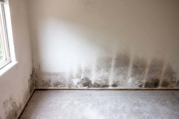 Moose Lake, MN Mold Removal Company