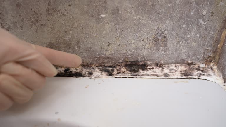 Best Mold Remediation for Healthcare Facilities  in Moose Lake, MN