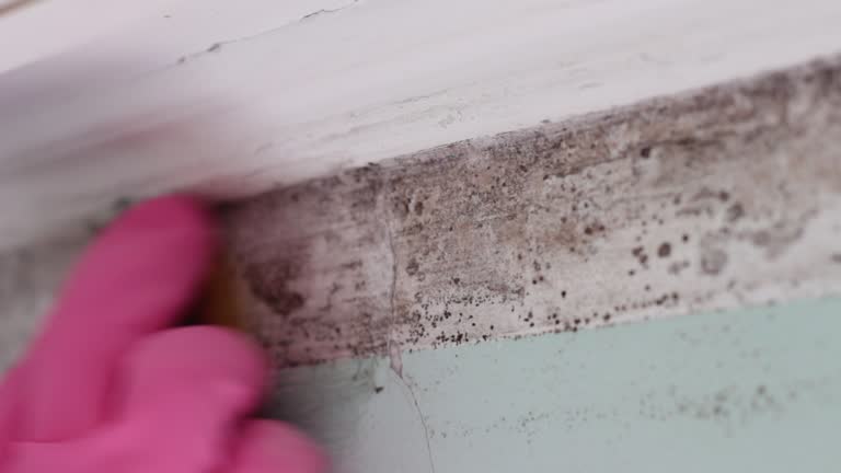 Best Environmental Consulting for Mold Prevention  in Moose Lake, MN